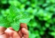 Manfaat Khasiat Daun Mint untuk Kesehatan yang Perlu Anda Ketahui