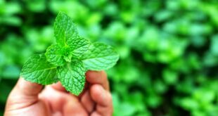 Manfaat Khasiat Daun Mint untuk Kesehatan yang Perlu Anda Ketahui