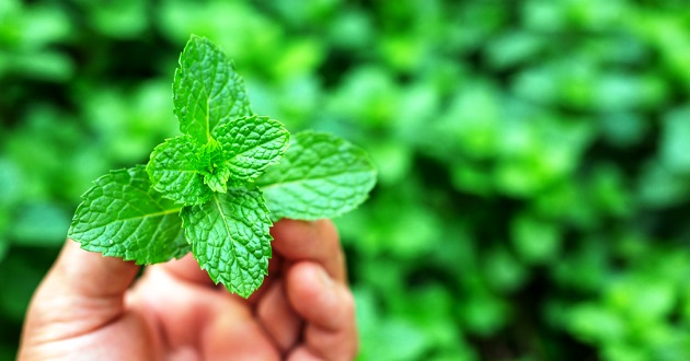 Manfaat Khasiat Daun Mint untuk Kesehatan yang Perlu Anda Ketahui