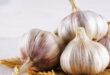 Manfaat Bawang Putih untuk Kesehatan Keajaiban Alami yang Harus Anda Ketahui