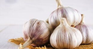 Manfaat Bawang Putih untuk Kesehatan Keajaiban Alami yang Harus Anda Ketahui