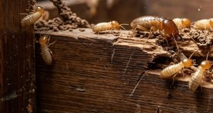 Inilah Fakta Unik Tentang Rayap yang Jarang Diketahui